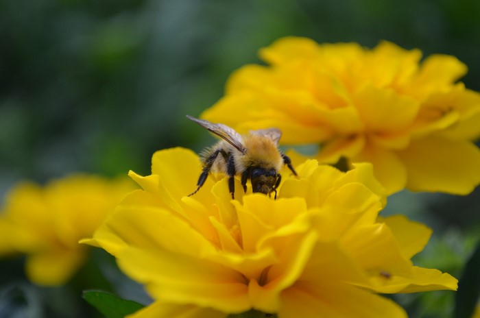 Bee on a yellow flower