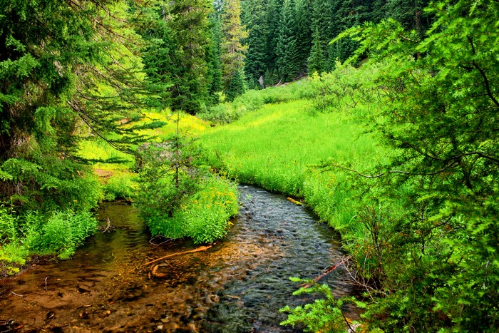 Stream in Crater Lake National Park, Oregon