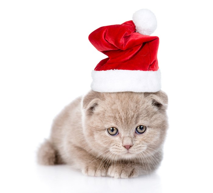 Kitten wearing a Santa hat on white background