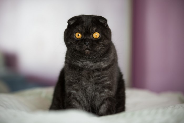 Black Scottish Fold cat with yellow eyes