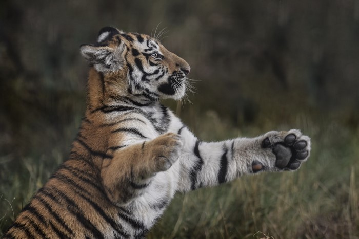 Tiger cub playing with paws