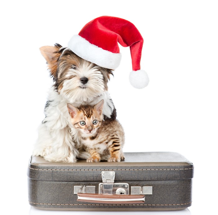 Puppy and kitten in Santa hat on suitcase