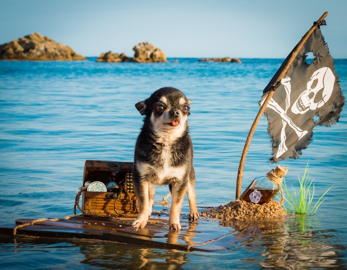 Chihuahua pirate dog on a raft with treasure