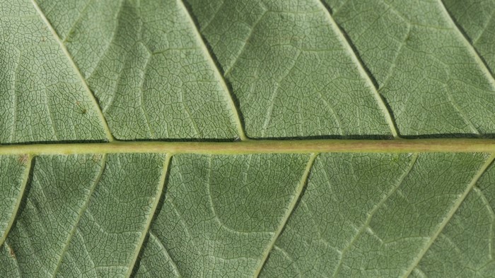 Green Leaf Texture Macro