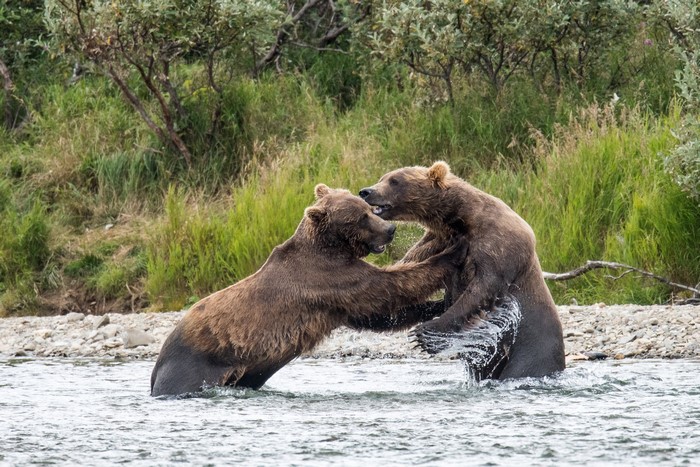 Two brown bears fighting in a river