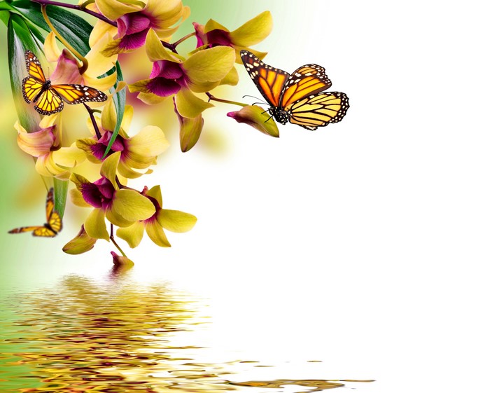 Monarch Butterflies on Yellow Orchids with Water Reflection