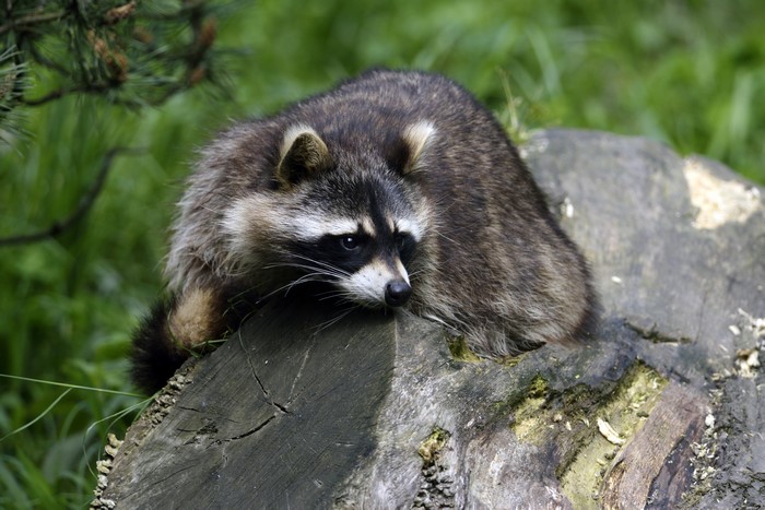 Raccoon on a log
