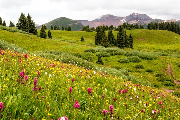 Wildflowers on a grassy mountain slope with spruce trees and peaks