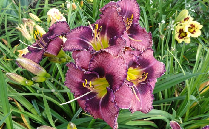 Purple daylilies with yellow centers and buds