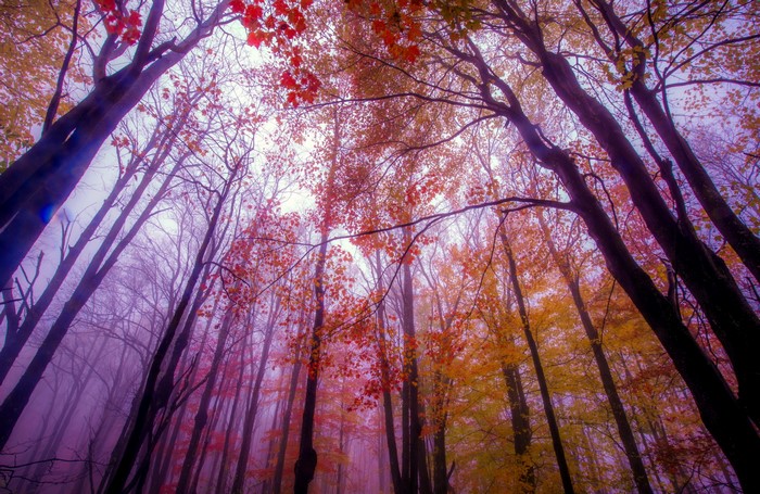 Autumn forest with colorful trees and fog