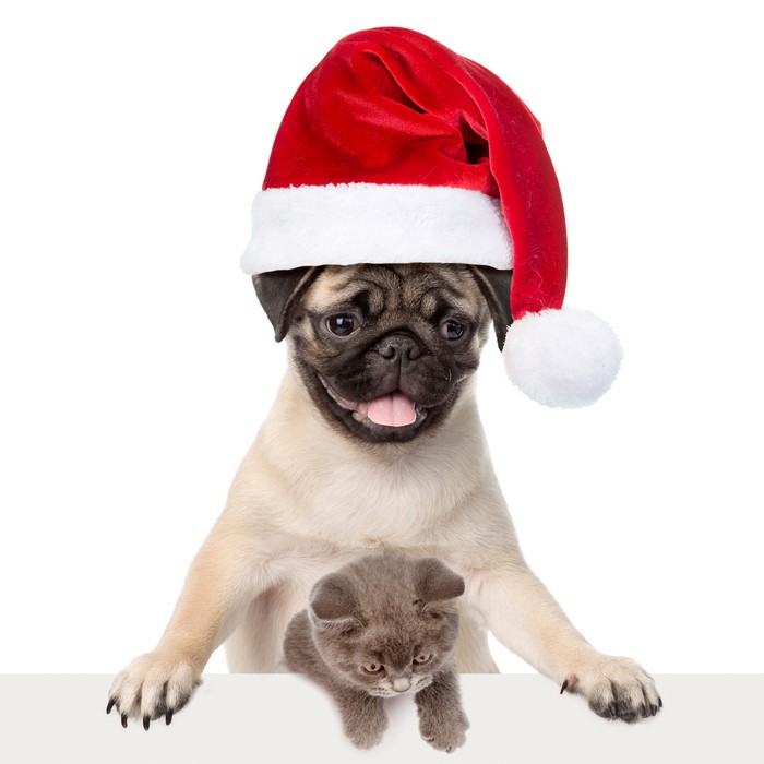 Pug wearing Santa hat with kitten