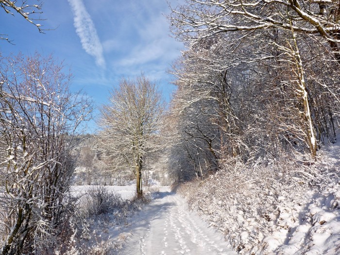 Winter forest path with snow-covered trees