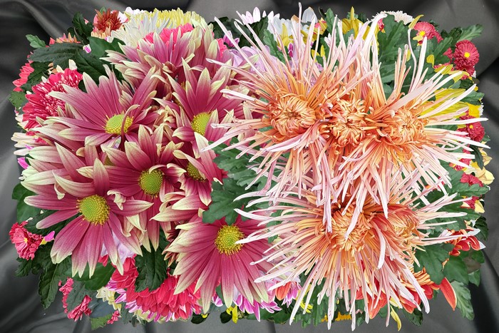Close-up of a bouquet of chrysanthemums