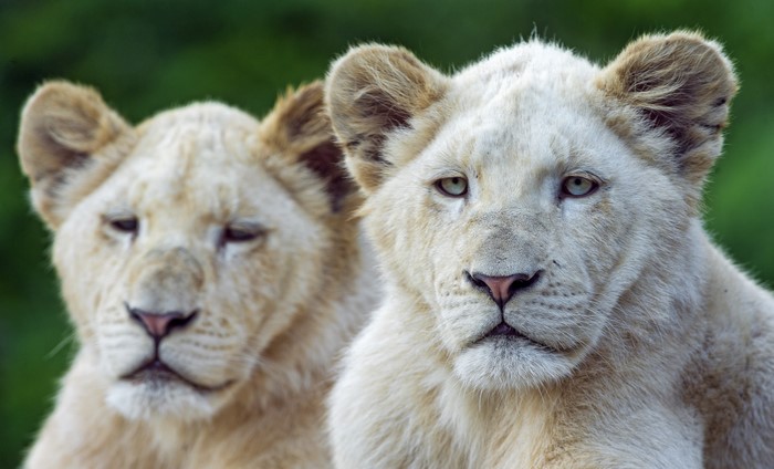 Two white lions looking forward