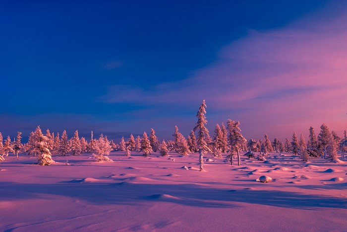Snowy forest at sunset with pink and blue sky