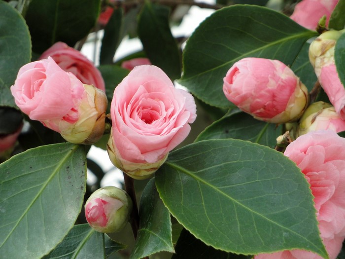Pink Camellia flower buds and foliage