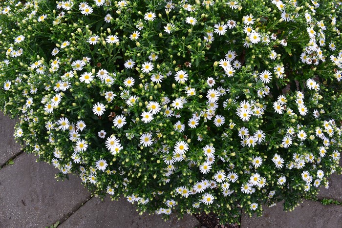 4K Dense Chrysanthemums Blooming in Garden