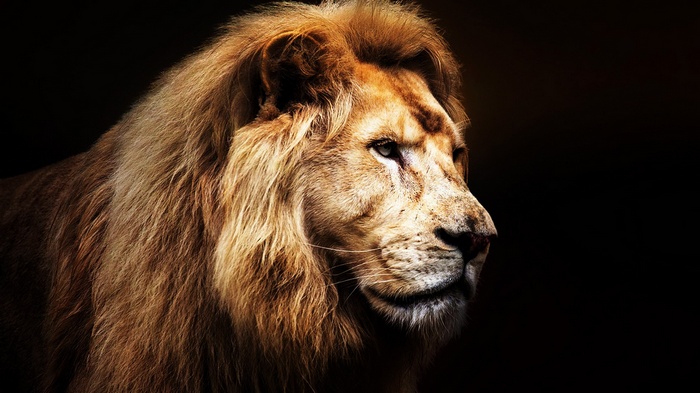 Close-up of a male lion's head