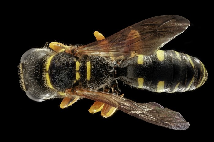 Top view of a yellow and black wasp