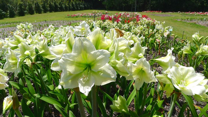 Field of white Amaryllis flowers in bloom