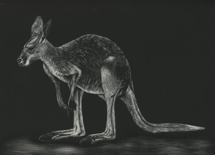 Kangaroo drawing on black background