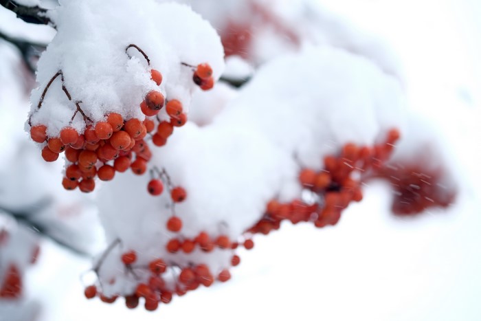 Rowan berries covered in snow