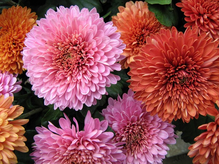 Close-up of pink and orange chrysanthemums