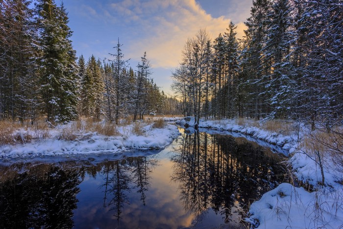 Winter forest and river near Arvika