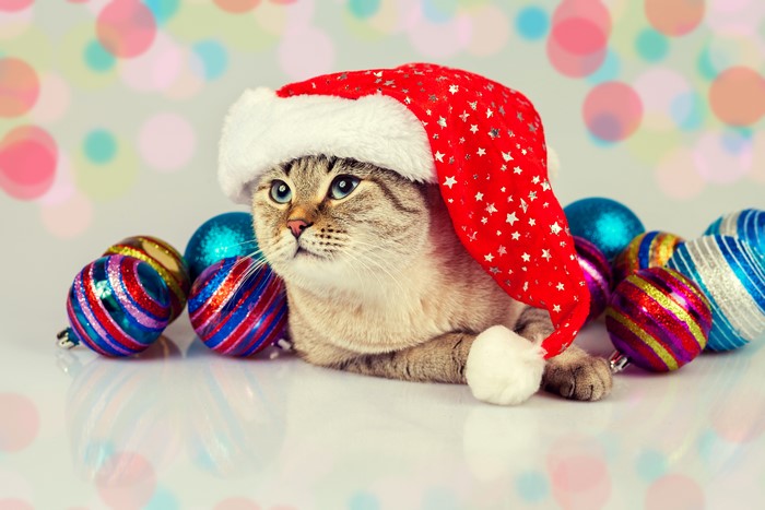 Cat in Santa hat with Christmas ornaments