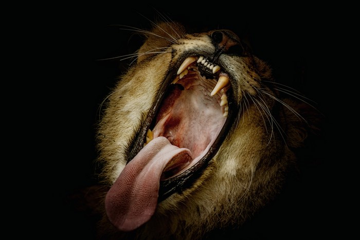 Lion yawning with mouth wide open