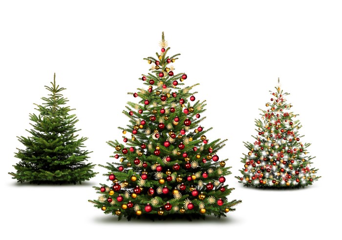 Three Christmas Trees on White Background