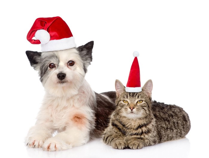 Dog and cat wearing Santa hats