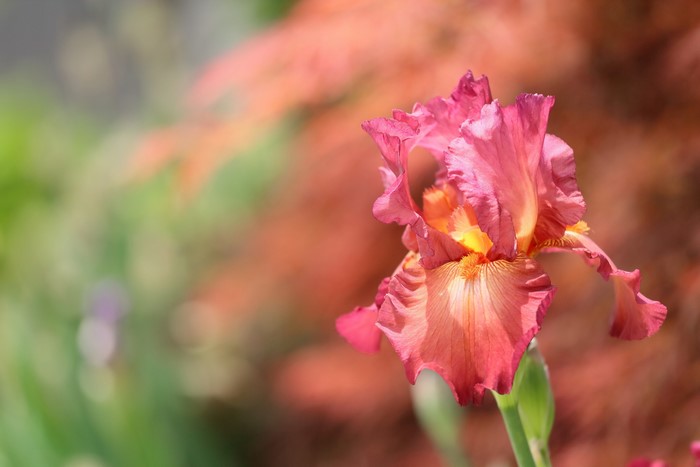 Close-up of a pink and orange iris flower