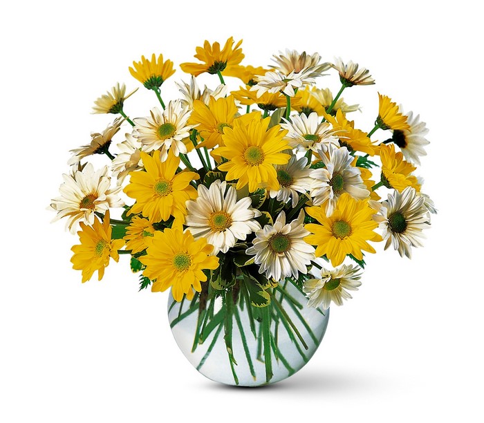 Yellow and white daisies in a glass vase