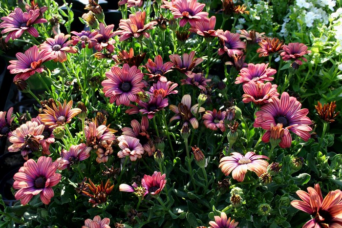 Many purple and orange daisies in sunlight