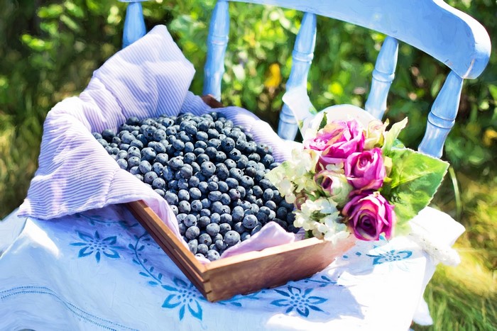 Blueberries in a basket with roses on a chair