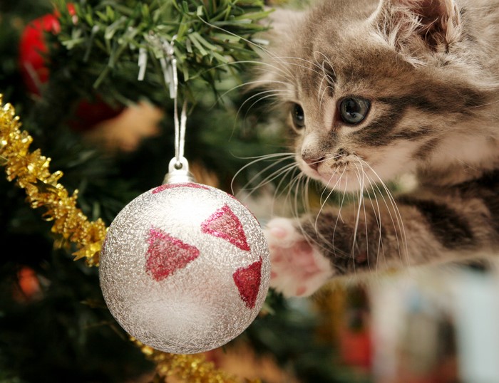 Kitten playing with Christmas ornament on tree