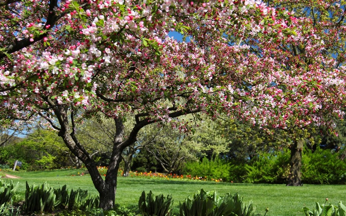 Tree with pink and white blossoms in a park