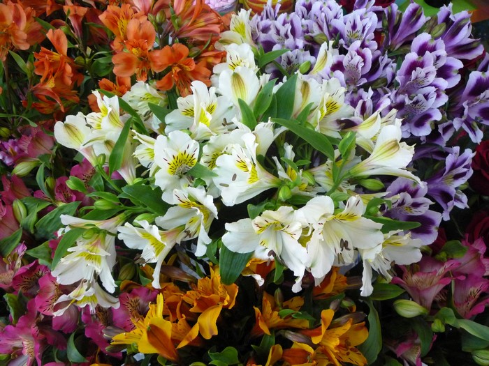Vibrant Alstroemeria Floral Arrangement Closeup