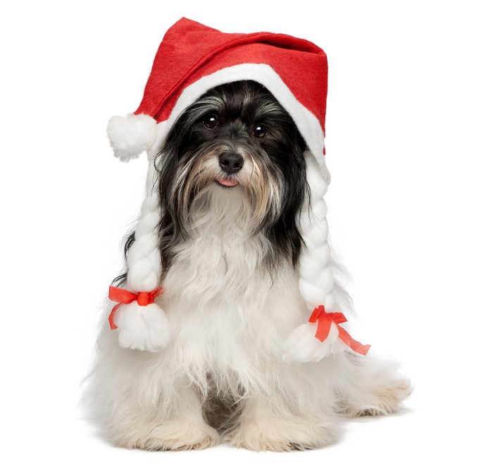 Havanese Bichon dog wearing a Christmas hat with braids