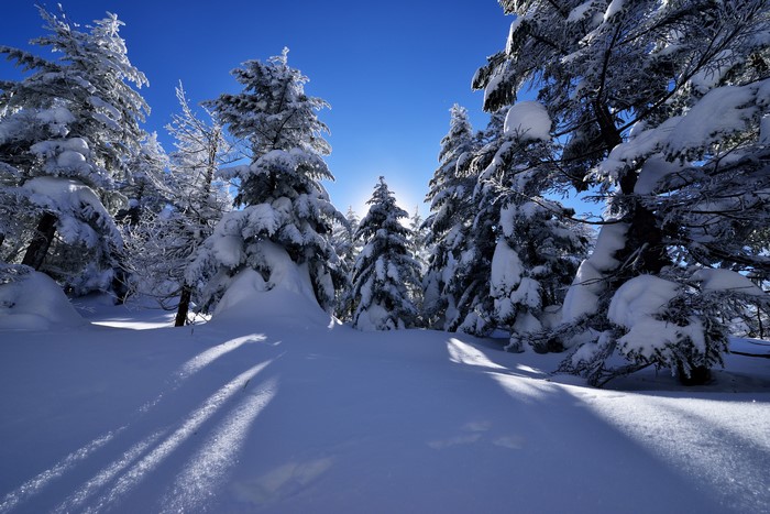 Snow-covered spruce trees under a bright blue sky