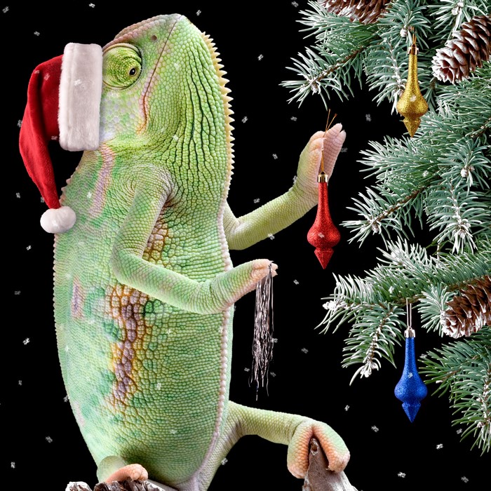 Chameleon decorating a Christmas tree