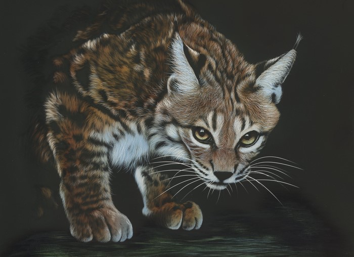 Painting of a Bobcat with Intense Gaze