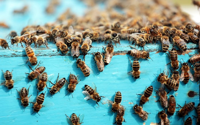Many bees on a blue surface