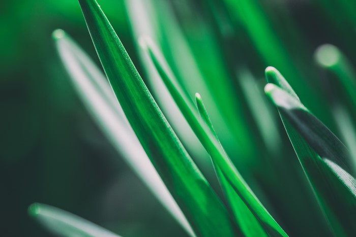 Macro shot of green grass blades