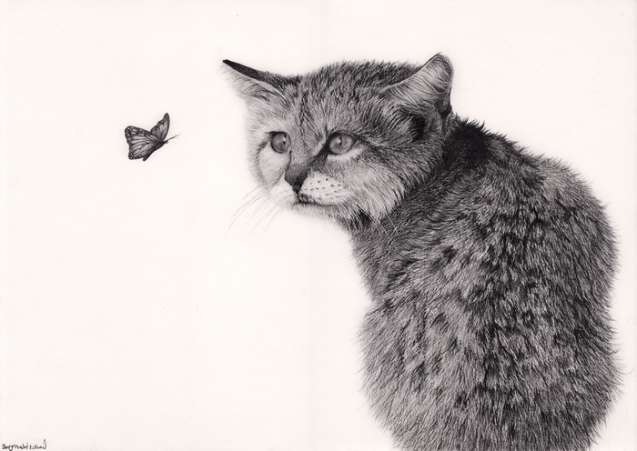 Pencil drawing of a cat looking at a butterfly