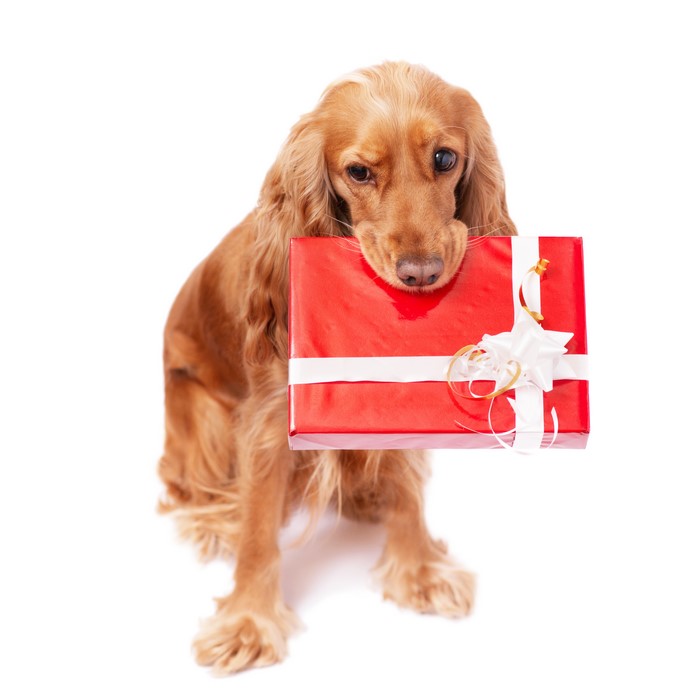Cocker Spaniel holding a red gift box