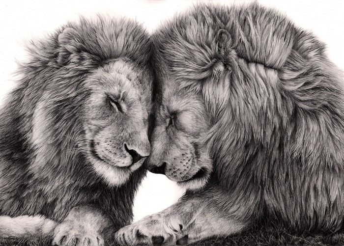 Two lions resting their heads together