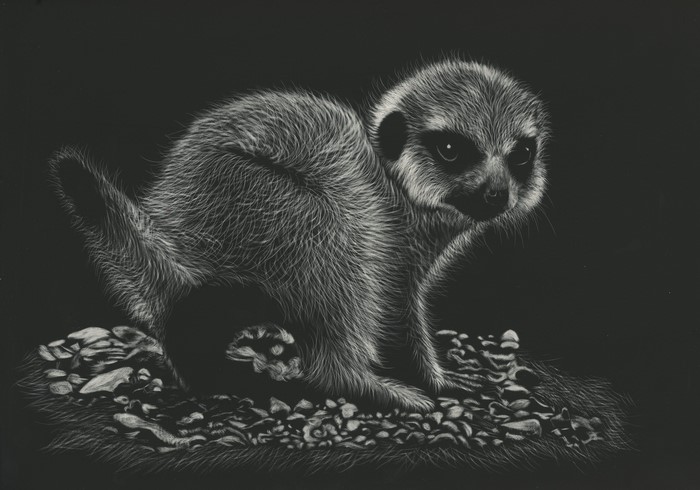 Meerkat on a black background