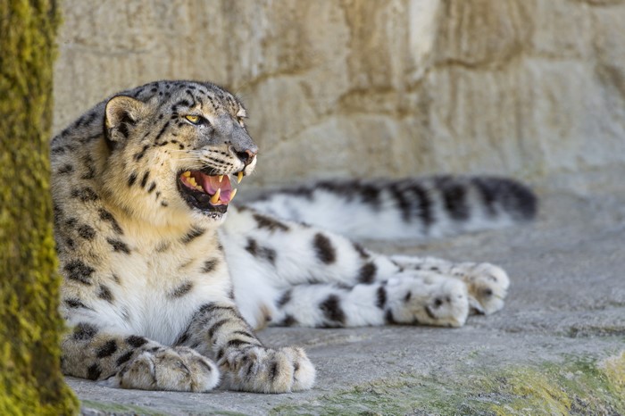 Snow leopard roaring on rocks